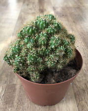 Cereus peruvianus monstrousa for sale  SHEFFIELD