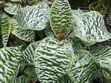 plants dracaena for sale  Hilo