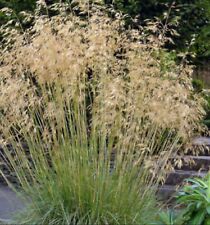 Stipa gigantea giant for sale  BECCLES