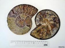 Am02 ammoniten paar gebraucht kaufen  Seebad Bansin
