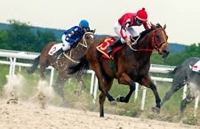 Mega win horse for sale  STRATFORD-UPON-AVON