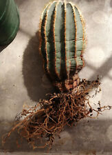Schaupflanze kaktus notocactus gebraucht kaufen  Kassel