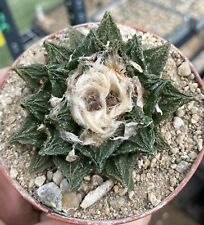 Ariocarpus scapharostrus hybri gebraucht kaufen  Storkow