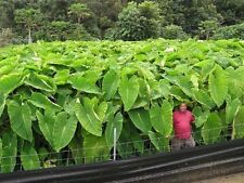 10 LIVE Colocasia Esculenta Elephant Ear Taro Gabi Kalo Eddo Bulbs READY to GROW for sale  Shipping to South Africa