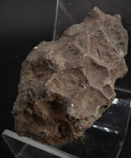 Corail fossile cyrthophyllum d'occasion  Marcq-en-Barœul