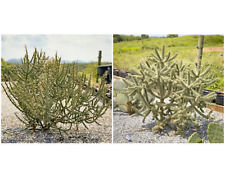 Cholla cactus combo for sale  Cleveland