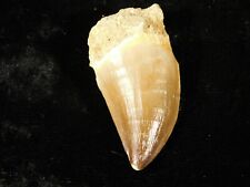 Mosasaurus fossil tooth for sale  Salt Lake City