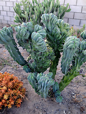 Myrtillocactus geometrizans cr for sale  Mira Loma