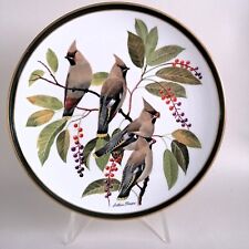 Waxwing bird songbirds for sale  UK