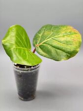 Uvifera cocoloba ficus for sale  Shipping to Ireland