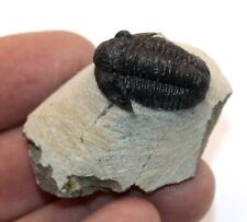 Fossil trilobite gerastos for sale  BECCLES