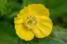 Welsh poppy meconopsis for sale  RUGBY