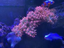 Bubble tip anemone for sale  GREAT YARMOUTH