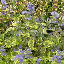 Caryopteris clandonensis summe d'occasion  Pouzauges