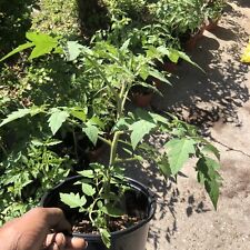 plants organic tomato for sale  Port Barre