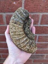 Large stephanoceras ammonite for sale  SCUNTHORPE