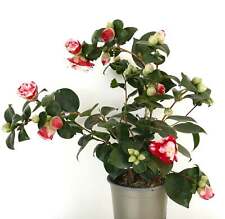 Camellia japonica general usato  Napoli