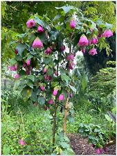 Abutilon rose 1 d'occasion  Arzacq-Arraziguet