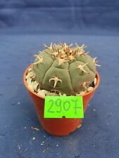 Gymnocalycium spegazzinii unguispinum 2907p for sale  Shipping to South Africa