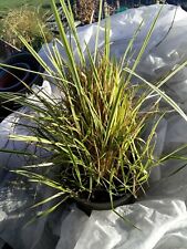 Large calamagrostis acutiflora for sale  BURY