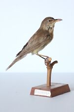 Used, Taxidermy-hunting-chasse-präparat- Great Reed-Warbler with permit for sale  Shipping to South Africa