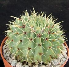 Notocactus buiningii 5.5cm for sale  EASTBOURNE