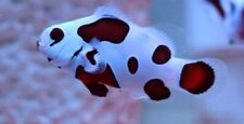 Mocha storm clownfish for sale  Miami