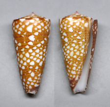 Conchiglie conus nobilis usato  Sassari