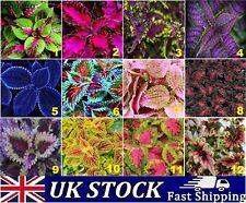 Nasiona roślin Coleus House rzadkie egzotyczna tęcza mieszane kolory wybór - Wielka Brytania na sprzedaż  Wysyłka do Poland