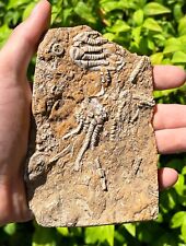 Double fossil crinoids for sale  Coppell