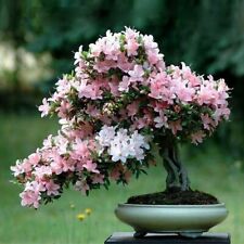 Cherry blossom bonsai for sale  MINEHEAD