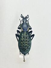 Entomology Taxidermy: Coptolabrus Ssp. China A1- for sale  Shipping to South Africa