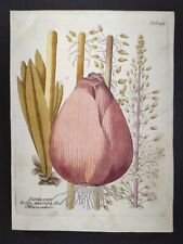 Scilla maritima, Icones plantarum Vietz, Ignaz Albrecht, Stampa 1804 comprar usado  Enviando para Brazil