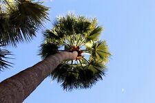 Washingtonia robusta ** Palma filifera (1 pianta A40-5x6,5x15) usato  Napoli