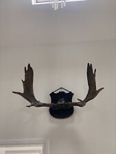 moose horns for sale  SOWERBY BRIDGE