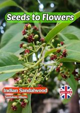 Indian sandalwood santalum for sale  STOKE-ON-TRENT