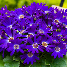 Senetti violet outdoor for sale  UK