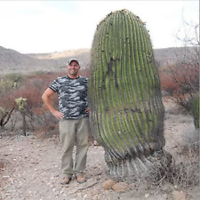 Root echinocactus platyacanthu for sale  Tucson