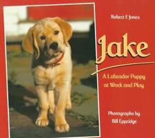 Jake labrador puppy for sale  Aurora