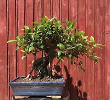 Bonsaï ficus retusa d'occasion  Cuges-les-Pins