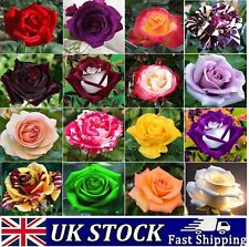 Rose seeds multi for sale  Shipping to Ireland