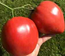 Tomatensamen sorte fidelio gebraucht kaufen  Beilngries