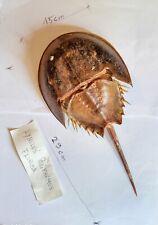 Fossile pesce crostaceo usato  Roma