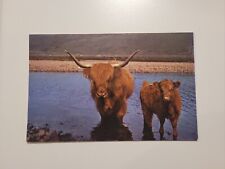 Scottish highland cattle for sale  Longville