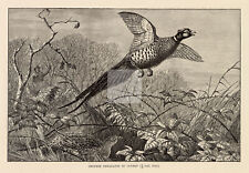 VINTAGE Natural History Print - Chinese Pheasants #H116 for sale  PLYMOUTH