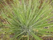 Graines yucca filamenteux d'occasion  Sanary-sur-Mer