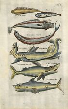 GREAT WHITE SHARKS ENGRAVING MERIAN & JONSTON HISTORIA NATURALIS 1642-46 comprar usado  Enviando para Brazil