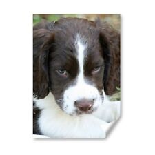 English springer spaniel for sale  Shipping to Ireland