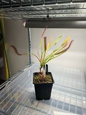 Drosera capensis giant for sale  KIDDERMINSTER