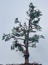 hinoki cypress trees for sale  Malvern